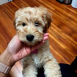 Goldendoodle Puppies from Highland Grove Doodles, LLC