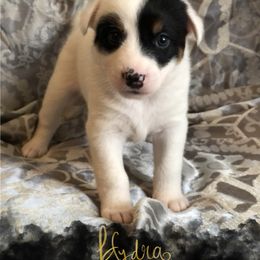 Australian Cattle Dog Puppies from Intermountain Australian Cattle Dogs