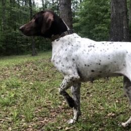 French Bulldogs and German Shorthaired Pointers from Auburn Kennels