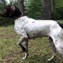 French Bulldogs and German Shorthaired Pointers from Auburn Kennels