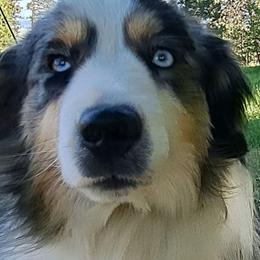 Mooney - Blue merle male Miniature American Shepherd puppy in Elgin, Oregon from LongMile Aussies