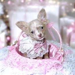 Chihuahua Puppies from Petite Pups LLC