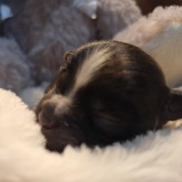 Blaze - Brindle and white male Mal-Shi puppy in Apollo Beach, Florida from Gemstone Exclusive Pups of Florida