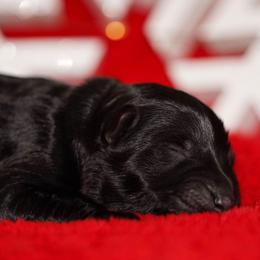 Teal Ribbon - Black female German Shepherd puppy in Howard City, Michigan from Sherman's Shepherds