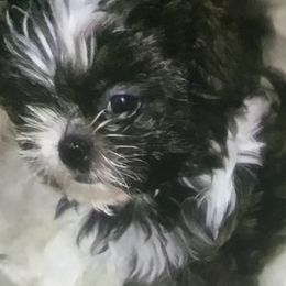 Shih Tzus from Fredericksburg shih tzus