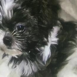 Shih Tzus from Fredericksburg shih tzus