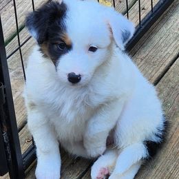 Girl 5 - Black and white female Companion Cross puppy in Utica, New York from Australian Cattle Dog Mix
