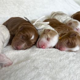 Goldendoodle Puppies from Ruby's Kit & Ka'Doodles
