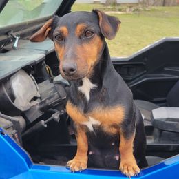 DEE - American Hunt Terrier