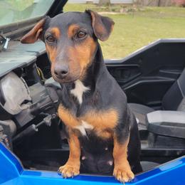 DEE - American Hunt Terrier