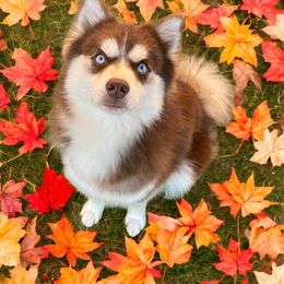 Beignet 🍩 - Pomsky
