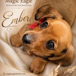 Ember - Red female Dachshund puppy in Shawnee, Oklahoma from Magic Eagle Miniature Dachshunds