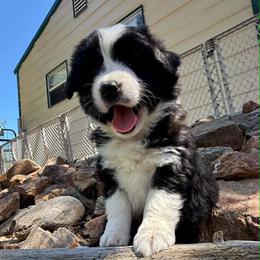 Border Collie puppies from Team Reeves Ranch