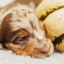 Dachshunds from Natasha Vohs