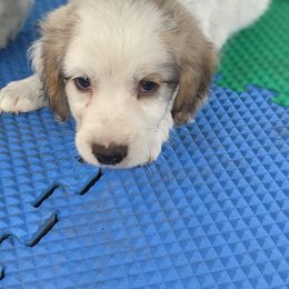 Companion Cross Puppies from Mandala Dogs