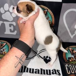 Grayson - Sable spotted white male Chihuahua puppy in Palmyra, Indiana from Country Star Chihuahuas