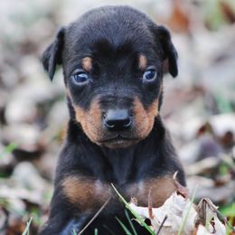 Dracula - Black and rust male Doberman Pinscher puppy in Winchester, Ohio from 32 Farms