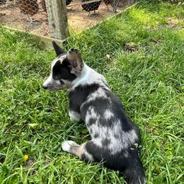 Big boy - Blue merle and white male Cardigan Welsh Corgi puppy in Henderson, Texas from R&R Cardigan Corgis