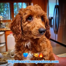 Frankie - Red  male Poodle puppy in Dolan Springs, Arizona from High Desert Companions