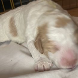 Sergio - Orange Lagotto Romagnolo puppy in Fairfield, Iowa from Adagio Lagotto