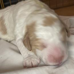 Sergio - Orange Lagotto Romagnolo puppy in Fairfield, Iowa from Adagio Lagotto