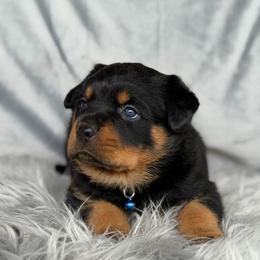 Blue Collar - Black and mahogany male Rottweiler puppy in Quinlan, Texas from Wright Way Retrievers