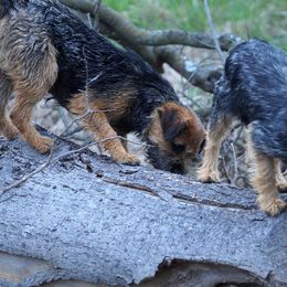 Border Terriers from Hardtack