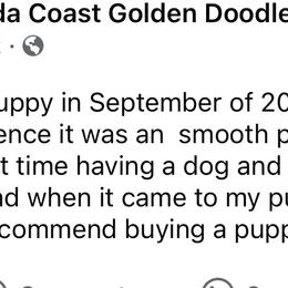 Goldendoodle and Poodle Puppies from Florida Coast Golden Doodles