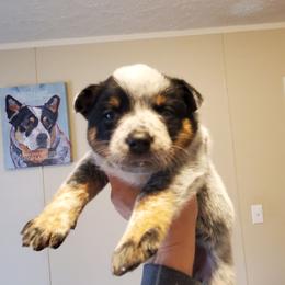 Full mask female - Blue speckled female Australian Cattle Dog puppy in Lenoir, North Carolina from Blue Coyote Ranch
