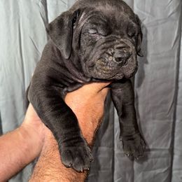 Light pink collar female - Black female Boerboel puppy in Rockford, Illinois from Adoraboerboels