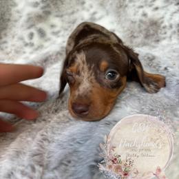 Dachshund Puppies from CSW Dachshunds