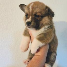Danny - Red male Pembroke Welsh Corgi puppy in Montague, California from Shasta Valley Pembrokes