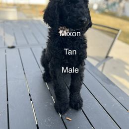 Mixon - Black Poodle puppy in Riverton, Utah from Stormy Skye Poodles