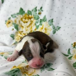 Boy 2 - Red male Pembroke Welsh Corgi puppy in Missouri from Cooler Farms Corgis