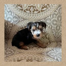 AKC Milo - Black and tan male Yorkshire Terrier puppy in Bonney Lake, Washington from Enchanted Yorkies