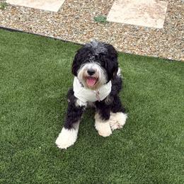 Moomoo - Bernedoodle