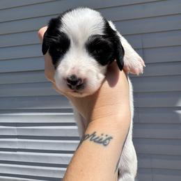 Girl 2 - Piebald female Dachshund puppy in Whitehouse, Texas from Bonded Oaks Doxies