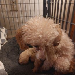 Zephi - Poodle