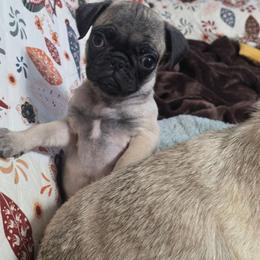 Beau - Fawn male Pug puppy in Olin, North Carolina from Piggy Pugs