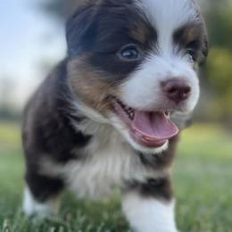 Miniature Australian Shepherds from M&M Kennels