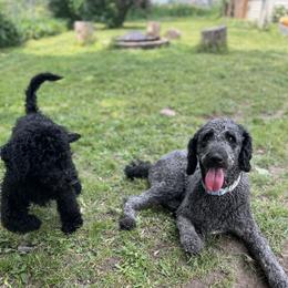 River - Poodle