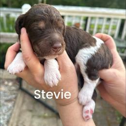 Stevie - Parti female Goldendoodle puppy in Prosperity, Pennsylvania from Stelladoodles & Company