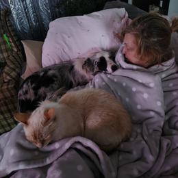 Border Collie Puppies from Cullins Collies