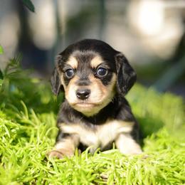 Natasha AKC Cream - Show Pedigree - Black and cream female Dachshund puppy in Neosho, Missouri from A Walk In The Park