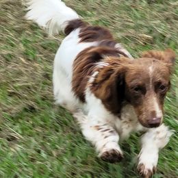 Captain Slinky - Dachshund