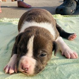 Skipper - Blue male American Staffordshire Terrier puppy in Guilford County, North Carolina from Explicit Kennel