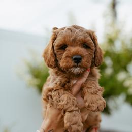 Cavapoo Puppies from Mustard Seed Doodle Co.