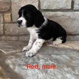 Red - Black and white male English Springer Spaniel puppy in Cincinnati, Ohio from Torco Play Acres
