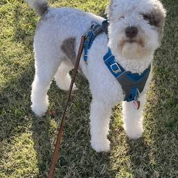 Lagotto Romagnolo Puppies from Tesoro Riccio