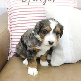 Ginger - Blue merle female Bernedoodle puppy in Idaho Falls, Idaho from Idahome Doodle